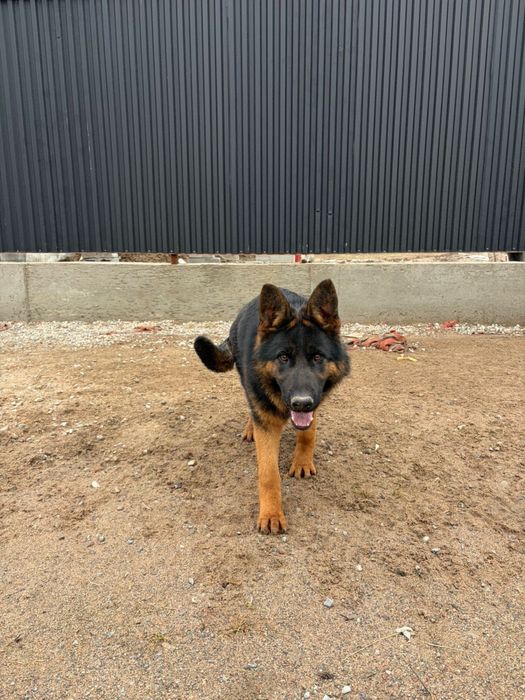 Продается щенок овчарки !