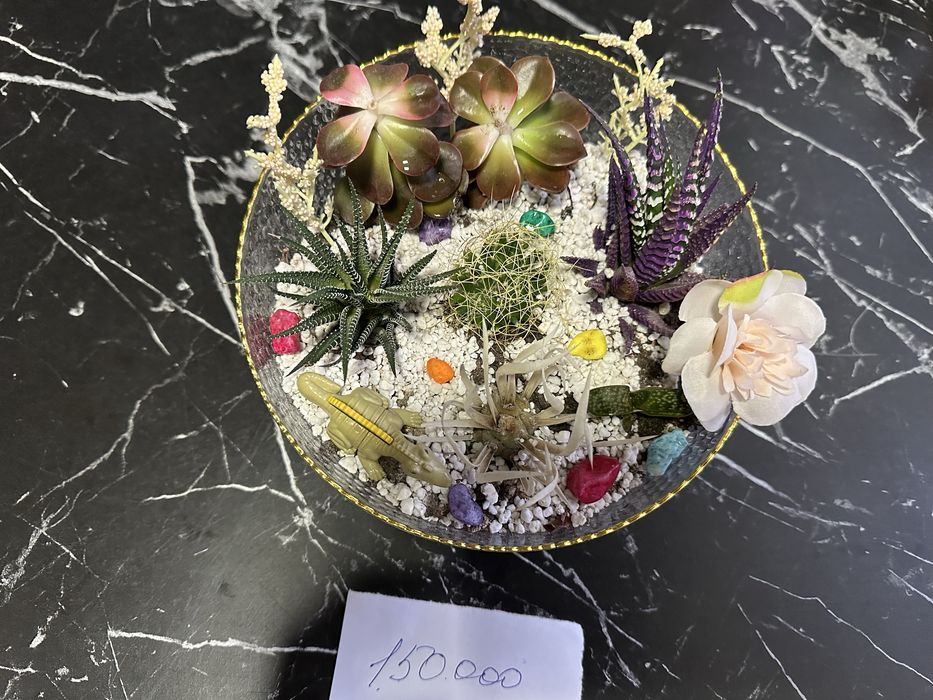 Сукуленты в красивых композициях