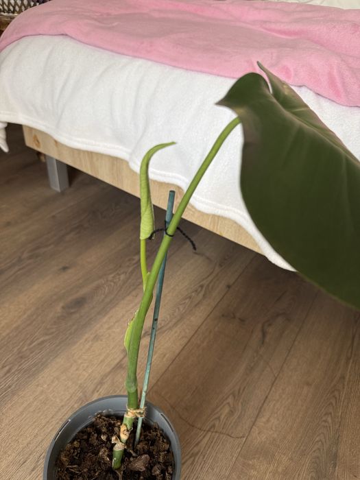 Monstera Deliciosa