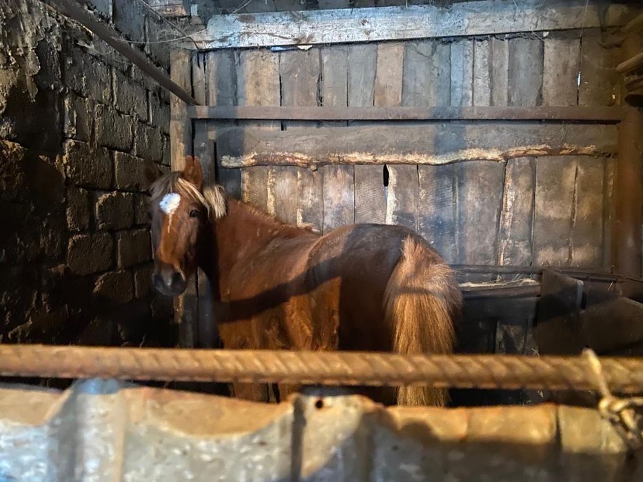 Продается лошадь