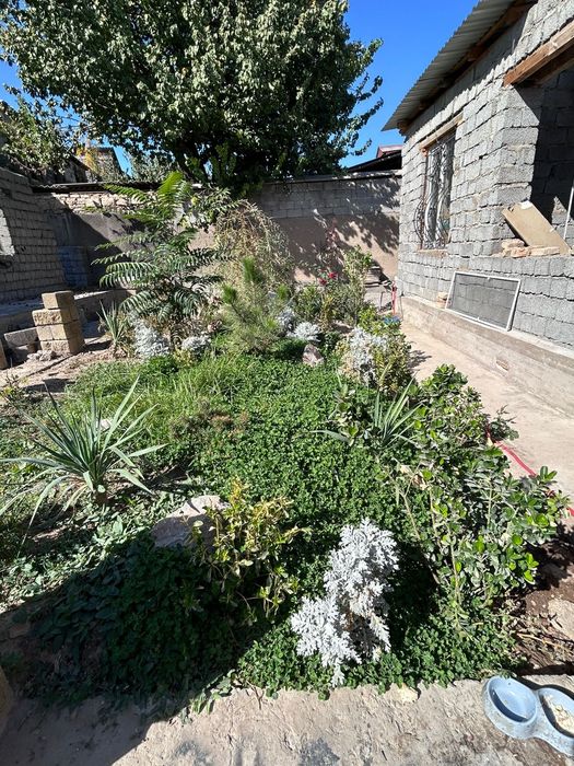 Кустарники, самшит, юка и тд