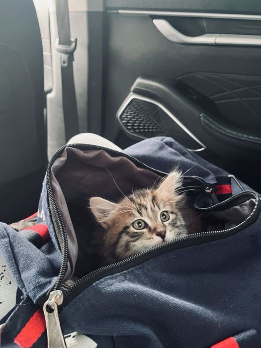 котенок 2-3 месяца девочка