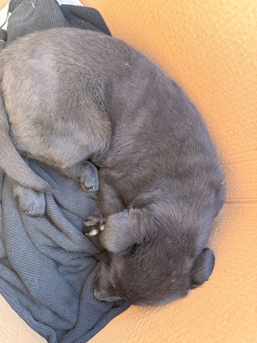 Отдам щенка в хорошие руки