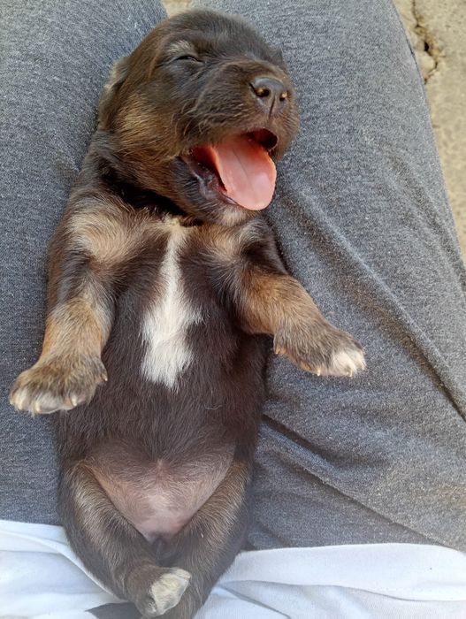 Adoptie pui catei