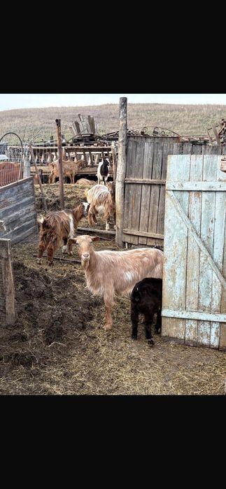 Vând urgent capre!!!