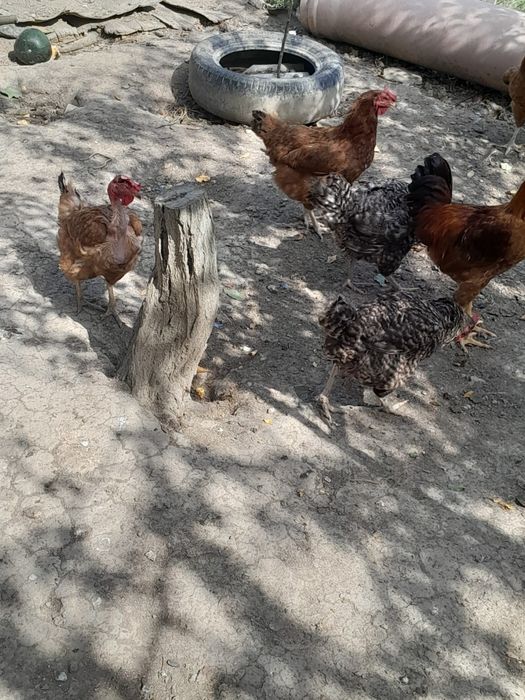 Găini crescute  de  casă