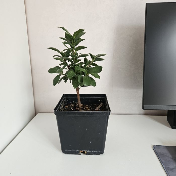 Фикус микрокарпа комнатные цветы