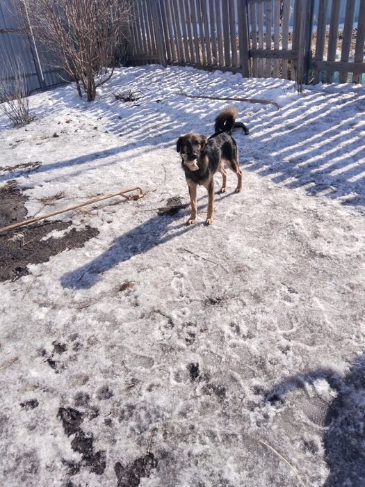 В очень надёжные, доброе руки