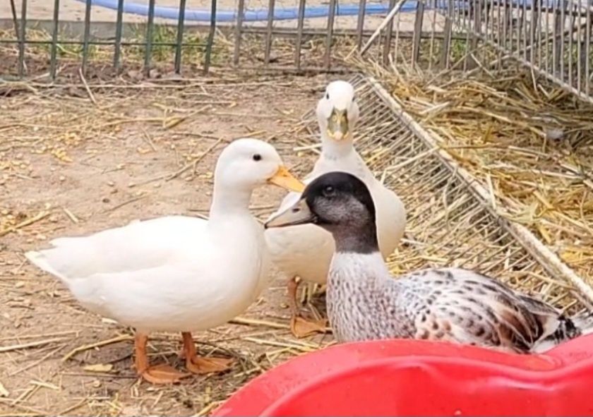 Tineret pitică olandeză