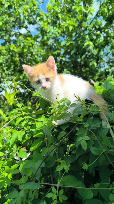 Котята Заботливым Хозяевам все девчонки