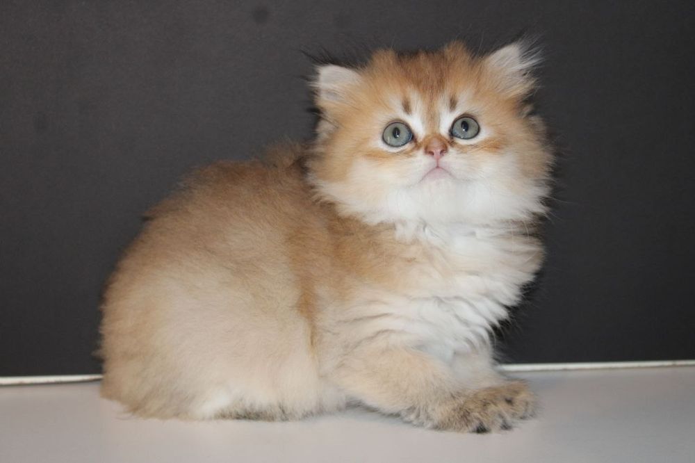 Скоттиш страйт , девочки