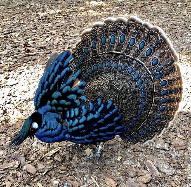 Палаванский павлинный фазан, тухум сотилмиди