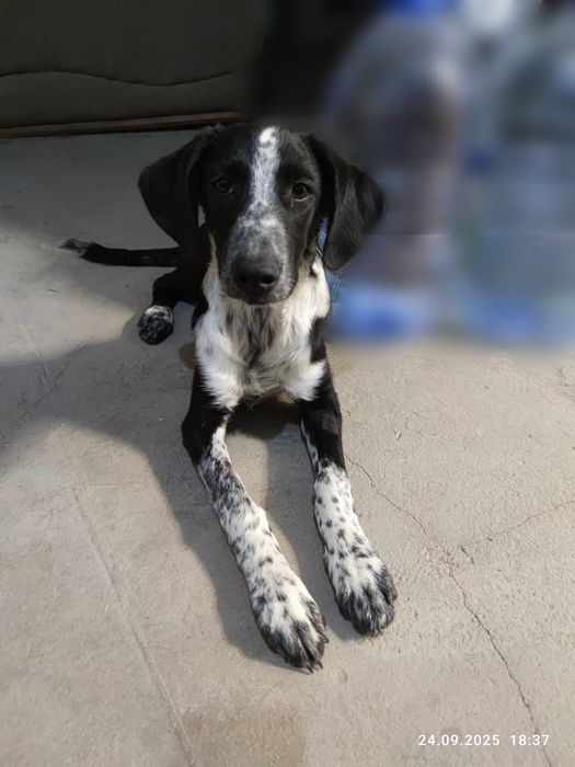 Отдаётся щенок Нюша в ответственные руки!