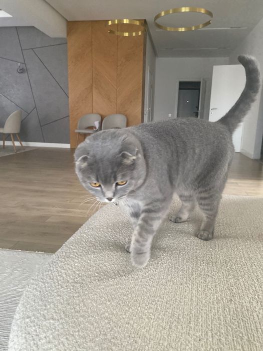 Шотландская вислоухая с документами