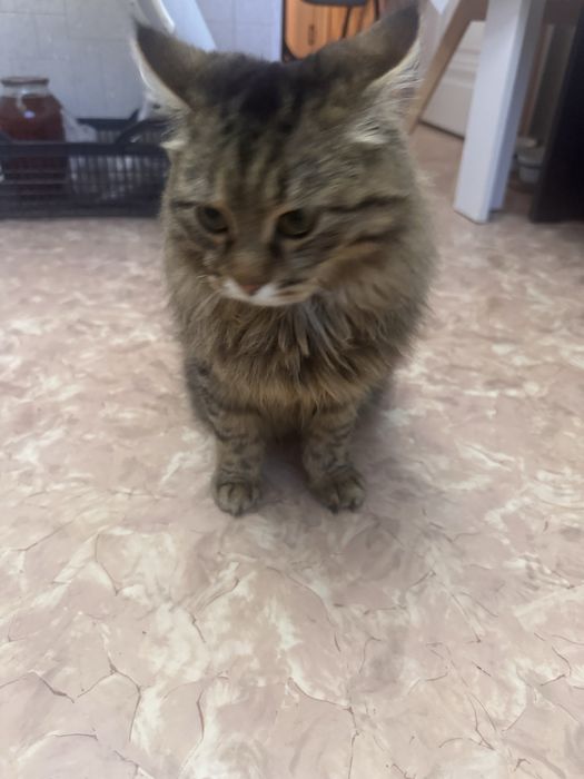 Кошка домашнее животное