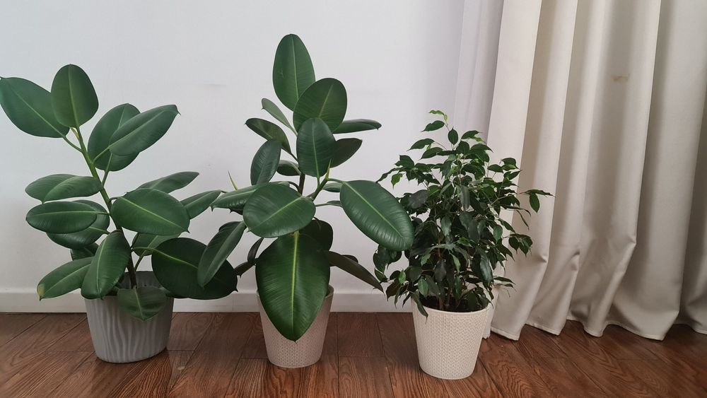 Фикус как подарок