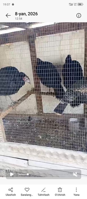 Kurka indyuklar sotiladi