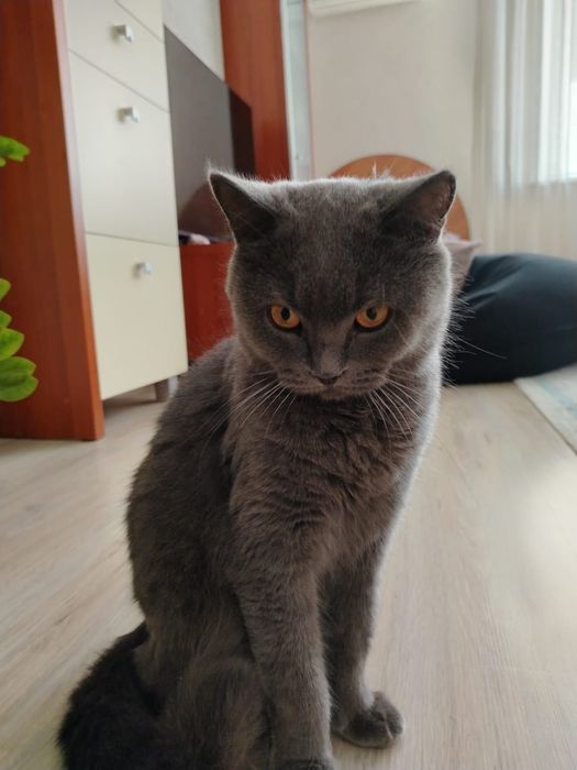 Отдам в хорошие руки