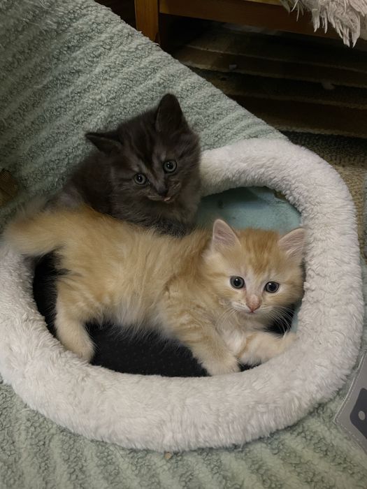 Отдам котят в добрые руки!