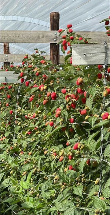 Качествен разсад – Малини и Ягоди Предлагам висококачествен