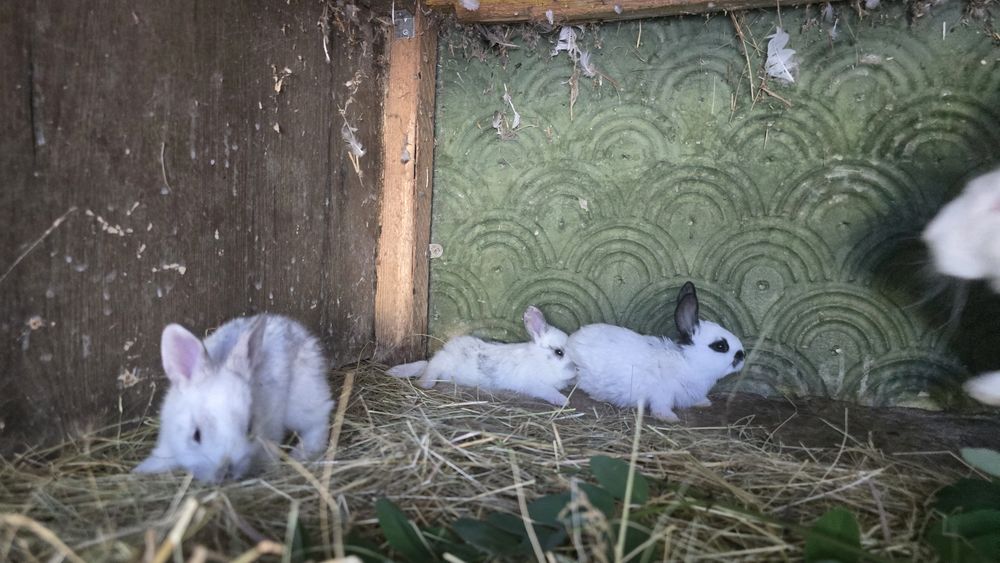 Vând iepuri rex vaccinați