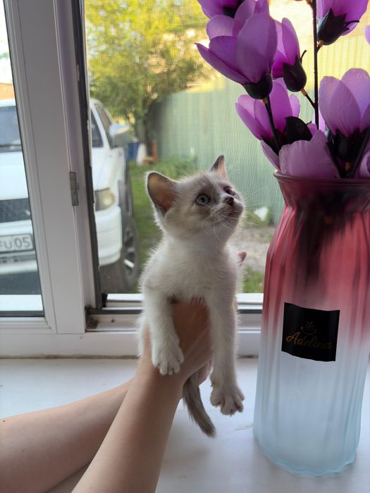 Отдам котёнка бесплатно в добрые и надежные руки!