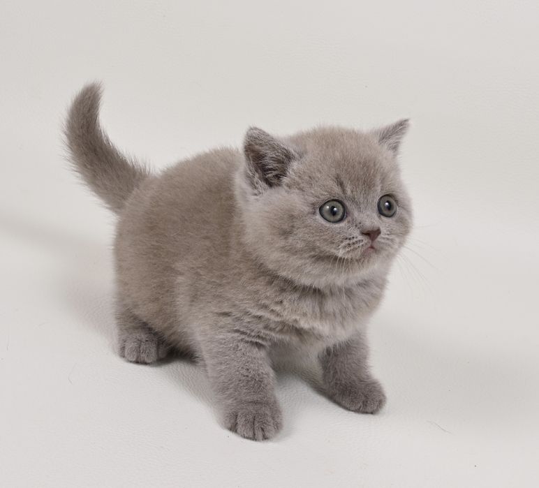 Pisoi British Shorthair colour lilac cu pedigree