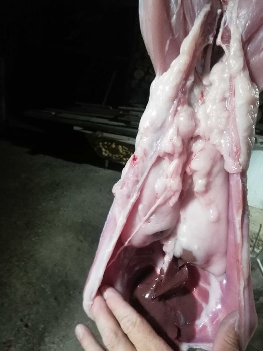 Мясо Кролика домашнее