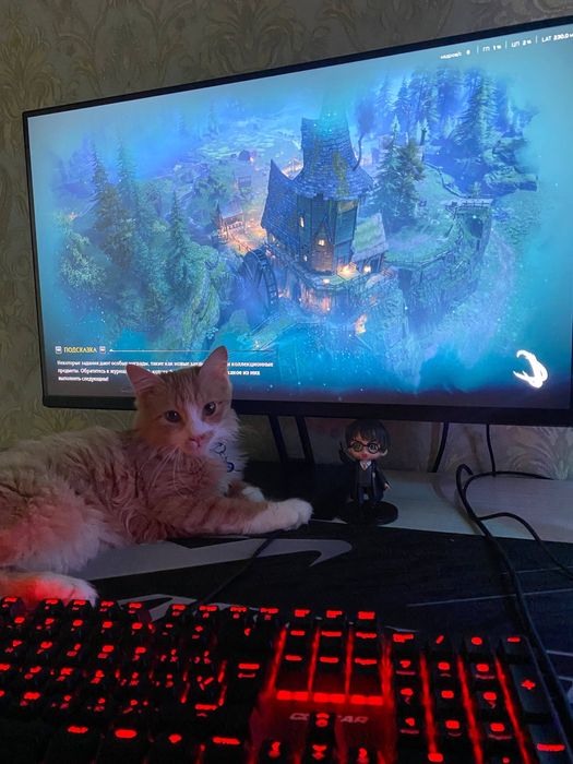 Нажим кот Турецкая ангора