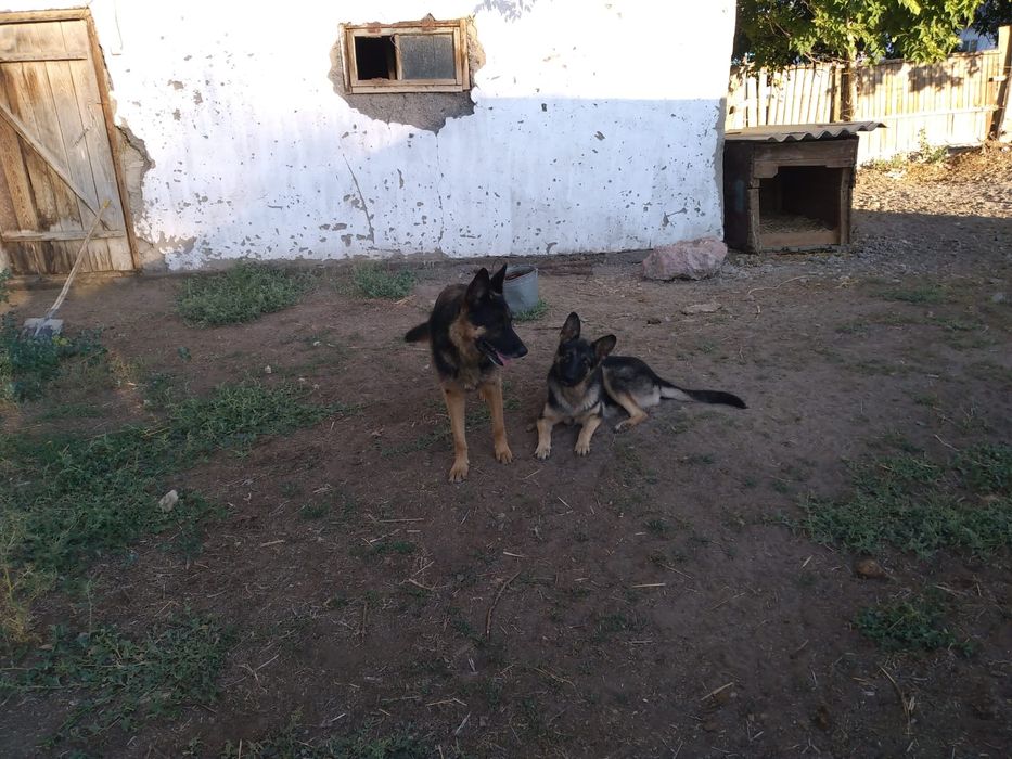 Продам щенят немецкой овчарки