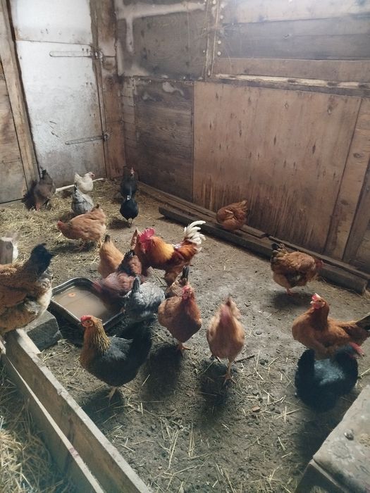 Продам домашних кур