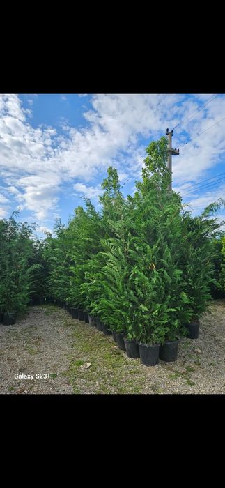 Vând leylandii de calitate superioara
