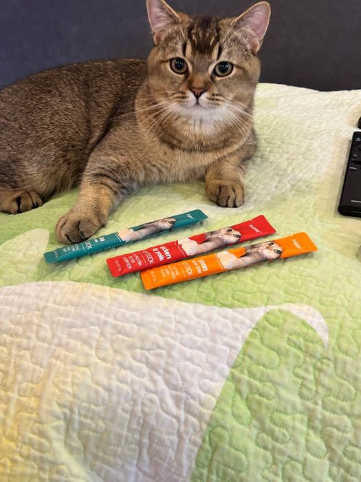 Mushuk qoshish zot olish Приглашаем кошек на вязку