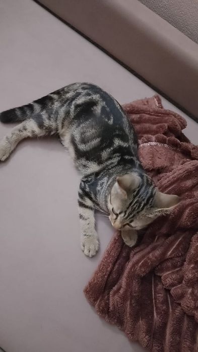 Отдам котенка в хорошие руки.