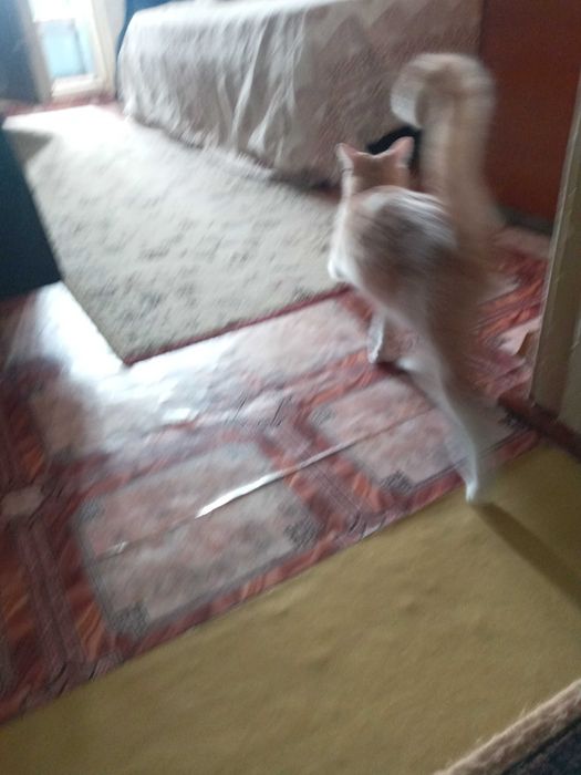 Котёнок, девочка