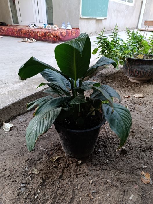 Спатифилум сенсация подростки в 2х и 3х литровых горшках