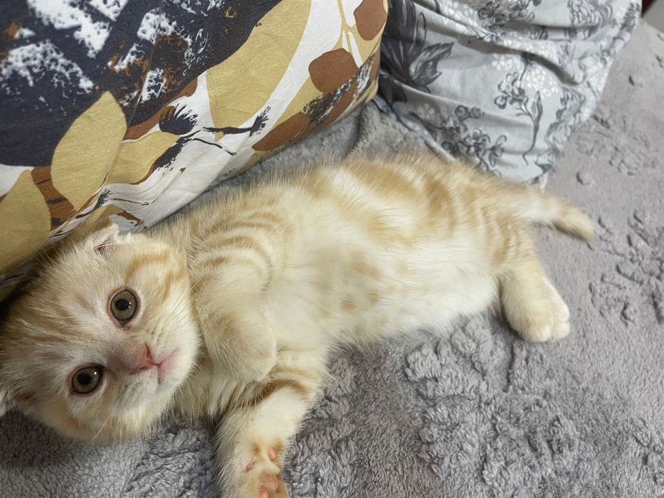 Британские короткошерстные  котята