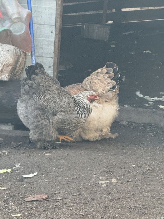 Продам кур брамы