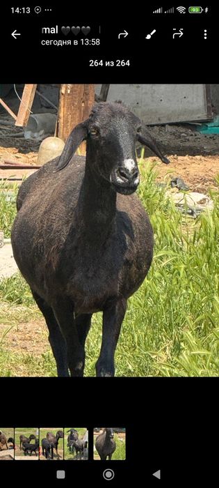 Она бола куйлар куй ку́й бу́гоз куйлар бор