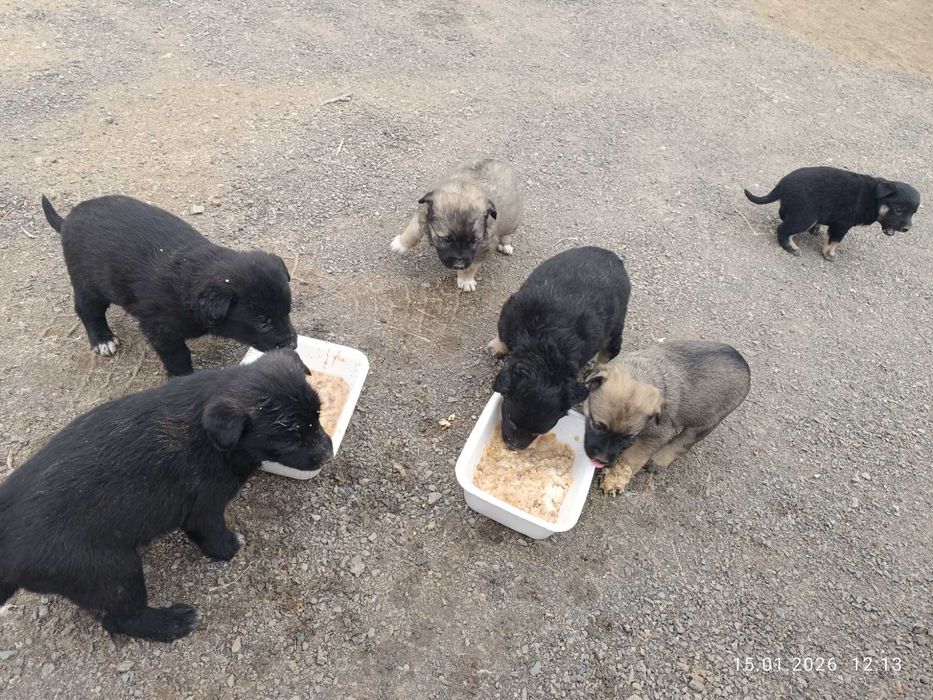 Отдам щенков даром