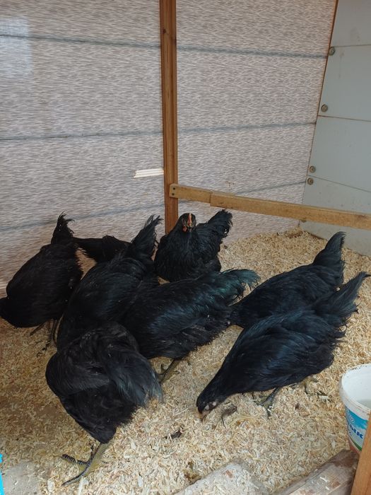 Кора шахзода жужалари.