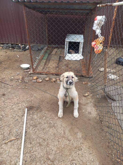 Тобет 4 айлық сатам