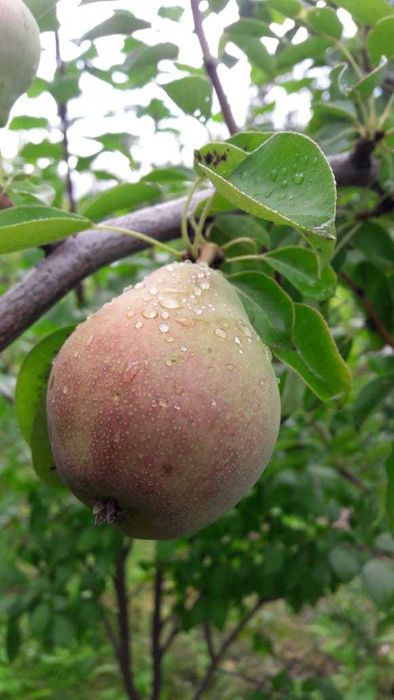 Продам дачу, район Телецентра СО "Кристалл"