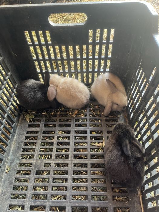 Iepurași Holland Lop ( berbec pitic)