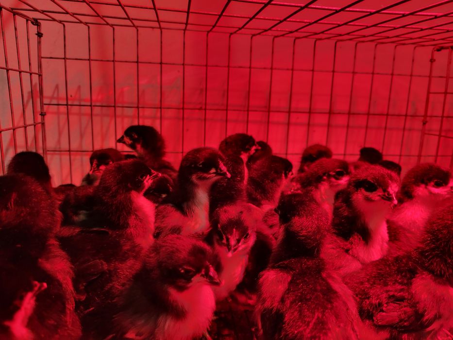 Pui din rasa Australorp