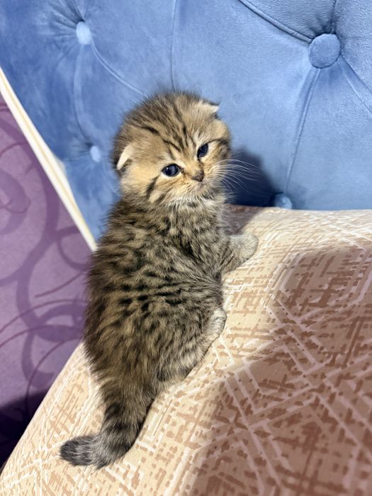 Мушук, котенок, мушукча, кошка Scottish Fold – золотая шиншилла табби