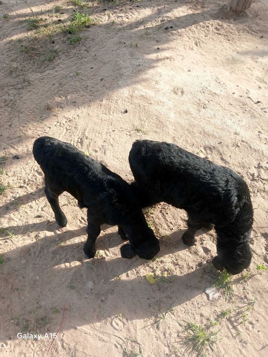 Quzichoqlar sotiladi