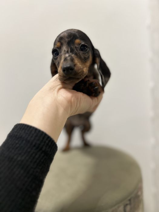 Teckel miniatura din parinti cu Pedigree FcI