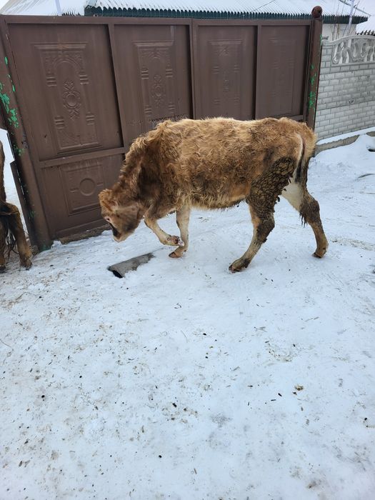 Екі тайынша сатылады