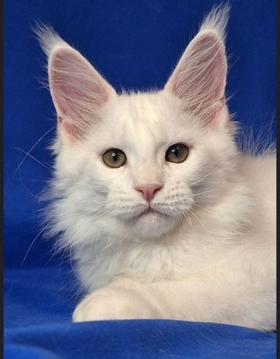 Котята мейн-кун из питомника